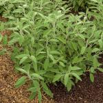 Aromatiques - Sauge Officinale - face recto
